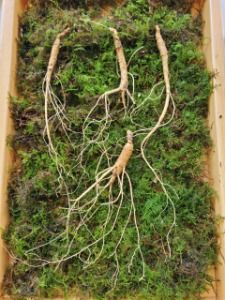 wild ginseng 6 year root
